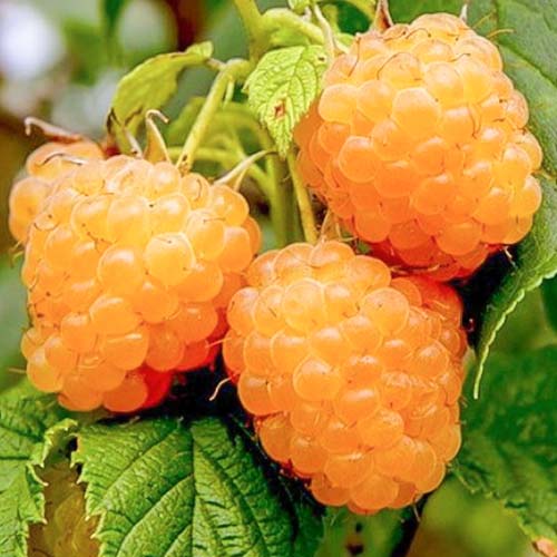 Малина великоплідна Жовтий Гігант артикул фото 1 Малина великоплідна Жовтий Гігант зображення 1 артикул 7679