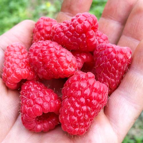 Малина великоплідна Туламін зображення 1 артикул 7631