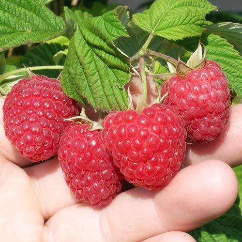 Малина крупноплодная Вилламет рисунок 1 артикул 7632