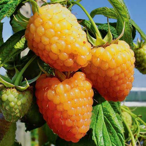 Малина великоплідна Золотистий гігант зображення 1 артикул 7526