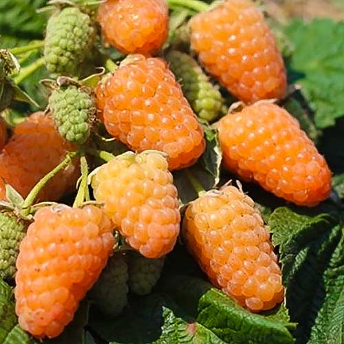 Малина ремонтантная Оранжевое чудо рисунок 1 артикул 7542