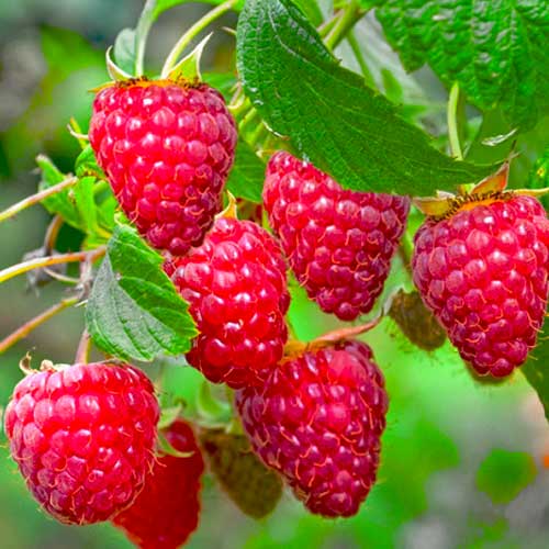 Малина ремонтантная Карамелька рисунок 1 артикул 1603