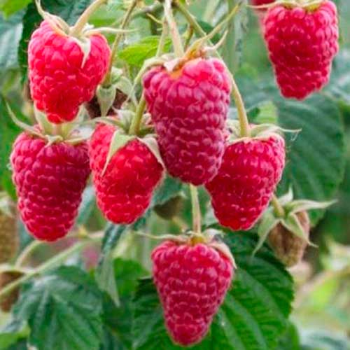 Малина ремонтантна Овація зображення 1 артикул 1605