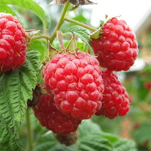 Малина ремонтантна Пінгвін зображення 1 артикул 4362