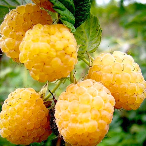 Малина великоплідна Абрикосова зображення 1 артикул 7531