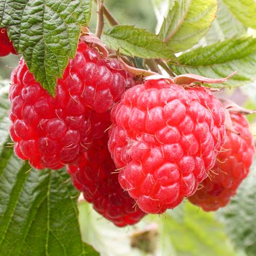 Малина ремонтантная Дочь Геракла рисунок 1 артикул 7538