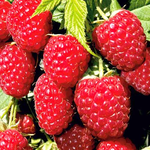 Малина ремонтантная Гигант красная рисунок 1 артикул 7536