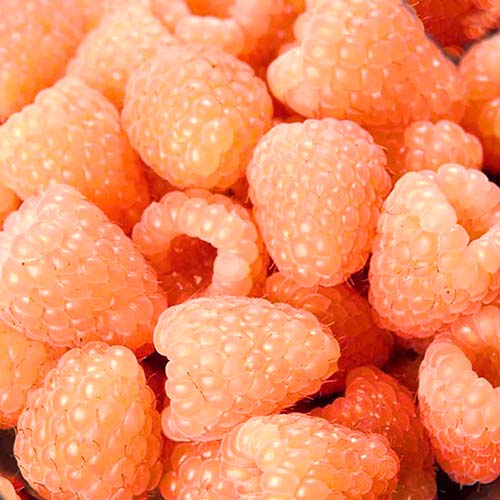 Малина ремонтантна Гігант помаранчева зображення 1 артикул 7537