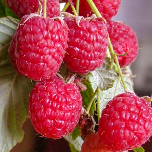 Малина ремонтантная Полана рисунок 1 артикул 7544