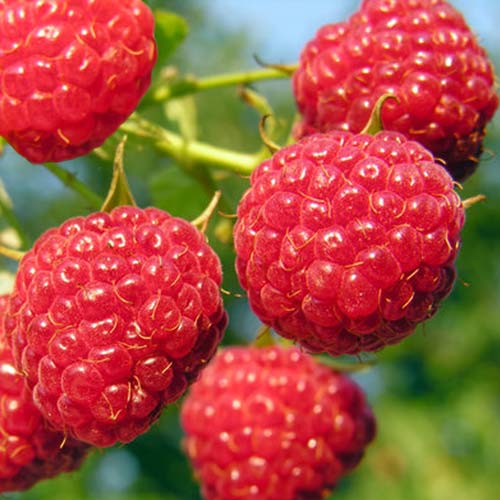 Малина ремонтантна Полка зображення 1 артикул 7545