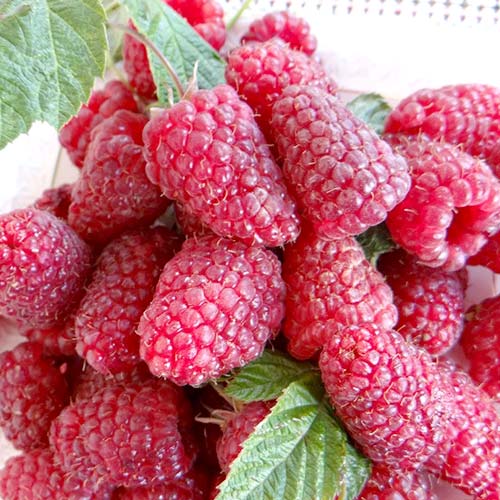 Малина крупноплодная Красная королева рисунок 1 артикул 4351