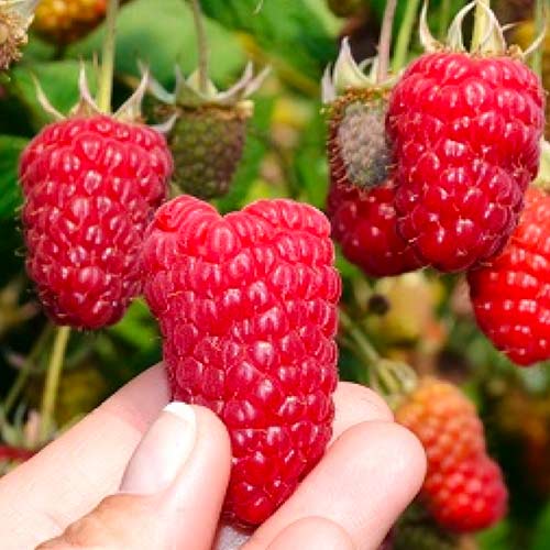 Малина крупноплодная Пшехиба рисунок 1 артикул 1606