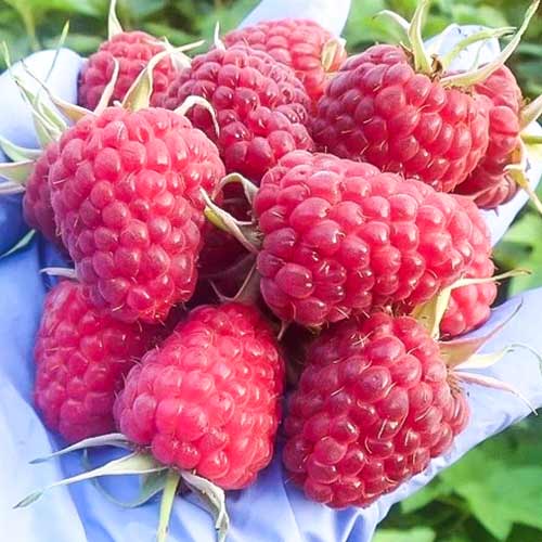 Малина великоплідна Сенатор артикул фото 1 Малина великоплідна Сенатор зображення 1 артикул 4354