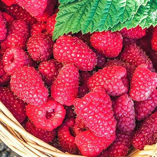 Малина ремонтантна Шапка Мономаха зображення 1 артикул 4357