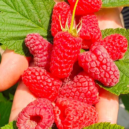 Малина крупноплодная Соколица рисунок 1 артикул 1604