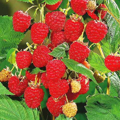 Малиновое дерево Атлант артикул фото 1 Малиновое дерево Атлант рисунок 1 артикул 7553