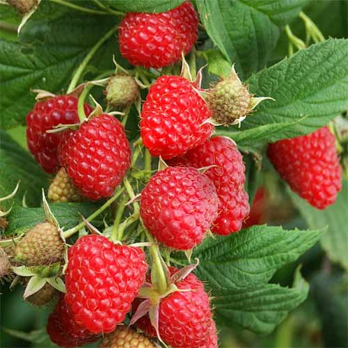 Малинове дерево Канадське зображення 1 артикул 5721