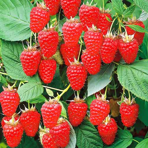 Малиновое дерево Краса рисунок 1 артикул 7554