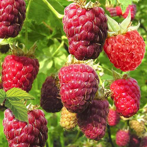 Малиновое дерево Богатырь рисунок 1 артикул 7555