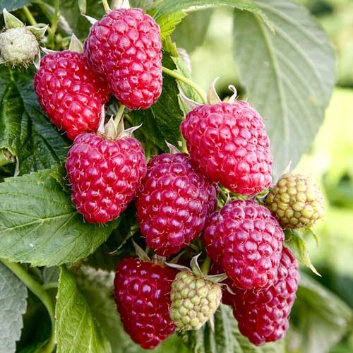 Малиновое дерево Галактика рисунок 1 артикул 7637