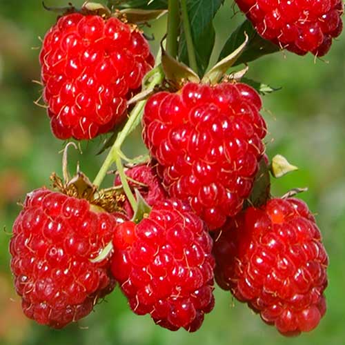 Малиновое дерево Крепыш рисунок 1 артикул 7558