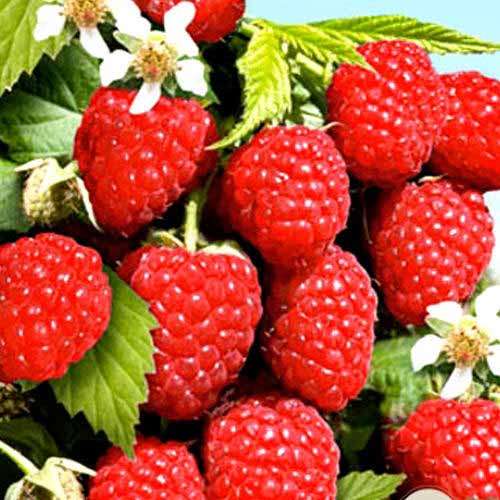 Малиновое дерево Сказка рисунок 1 артикул 7559