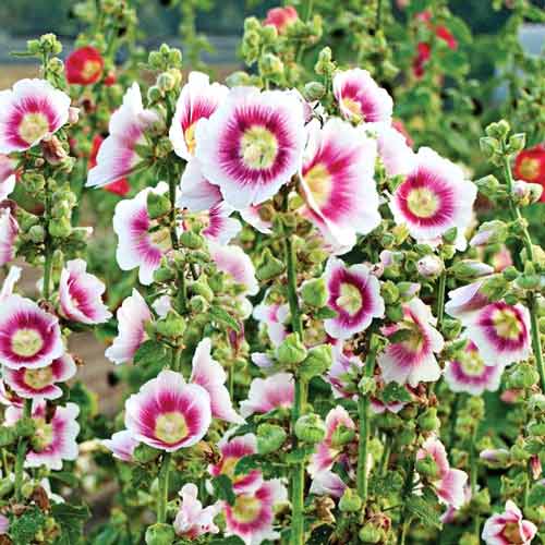 Мальва (шток-роза) Дабл Кассіс зображення 1 артикул 67068