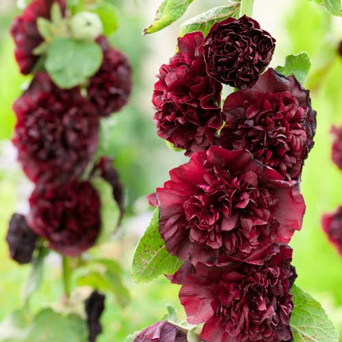 Мальва (шток-троянда) махрова Дарк Ред зображення 1 артикул 68322