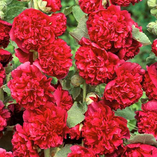 Мальва (шток-роза) махровая Ред рисунок 1 артикул 76159