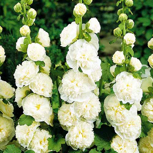 Мальва (шток-троянда) махрова Вайт зображення 1 артикул 76160