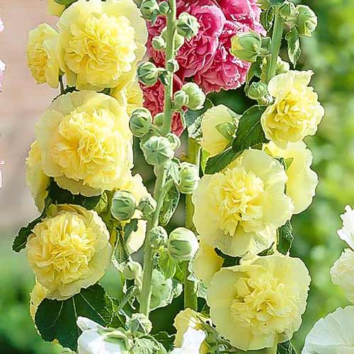 Мальва (шток-троянда) махрова Єллоу зображення 1 артикул 76161