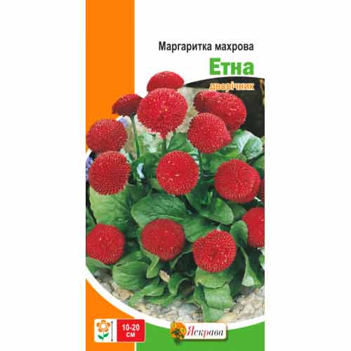 Маргаритка Этна Яскрава рисунок 1 артикул 77048