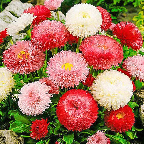 Маргаритка Хабанера, смесь окрасок рисунок 1 артикул 66226