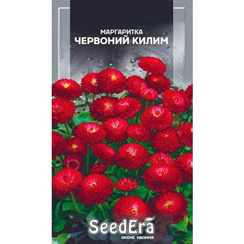 Маргаритка Червоний килим Seedera артикул фото 1 Маргаритка Червоний килим Seedera зображення 1 артикул 77051
