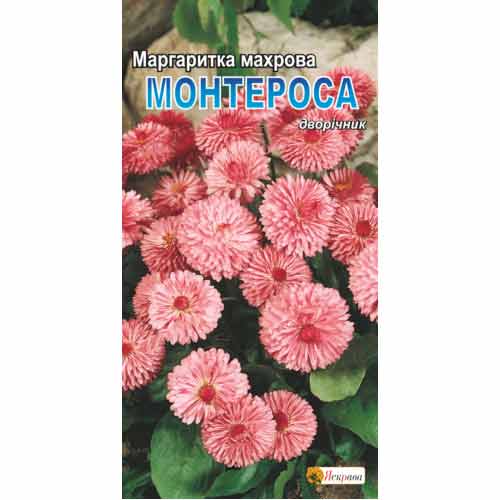 Маргаритка Монтеросса Яскрава, семена рисунок 1 артикул 77049