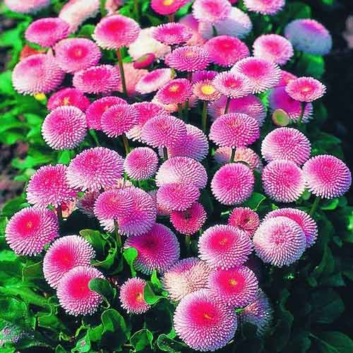 Маргаритка Планет Роз, цибулини зображення 1 артикул 68704