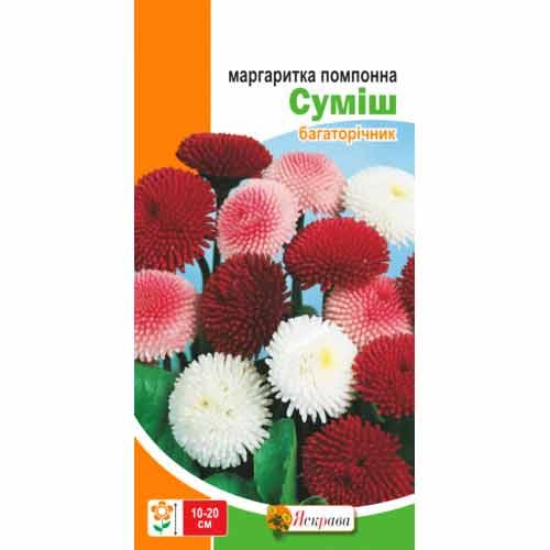 Маргаритка помпонна, суміш забарвлень Яскрава зображення 1 артикул 72331