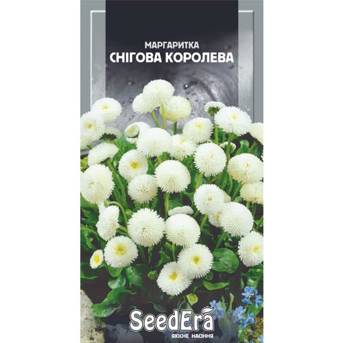 Маргаритка Снежная Королева Seedera рисунок 1 артикул 66418