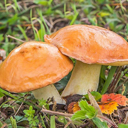 Маслюк звичайний зображення 1 артикул 89853