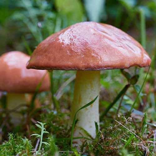 Масленок, мицелий артикул фото 2 Масленок, мицелий рисунок 2 артикул 9734