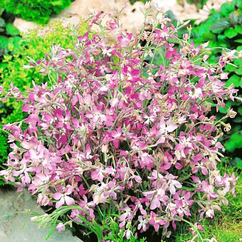 Маттиола двурогая (ночная фиалка), семена рисунок 1 артикул 65448