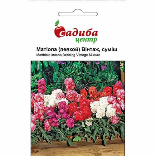 Маттиола Винтаж, смесь окрасок Садыба центр рисунок 1 артикул 72765