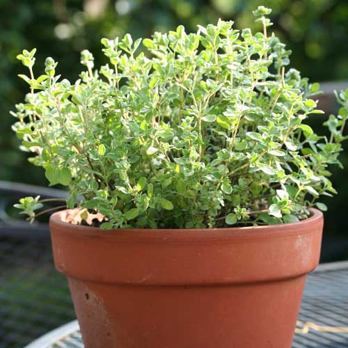 Майоран, семена рисунок 1 артикул 65429