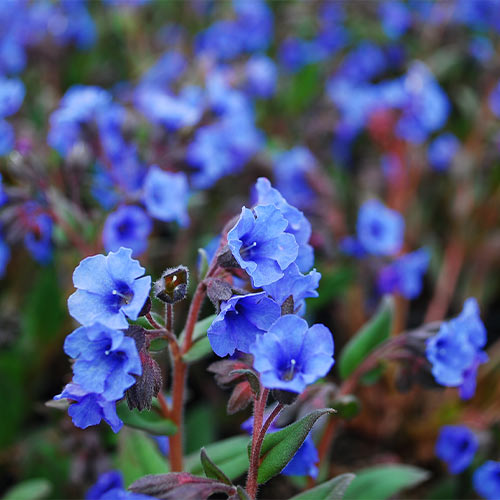 Медуница Блю Энсайн рисунок 1 артикул 01358