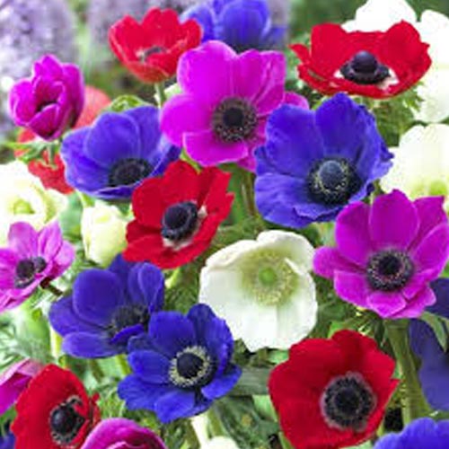 Мега экономия! Анемона де Каен, микс артикул фото 1 Мега экономия! Анемона де Каен, микс рисунок 1 артикул 68371