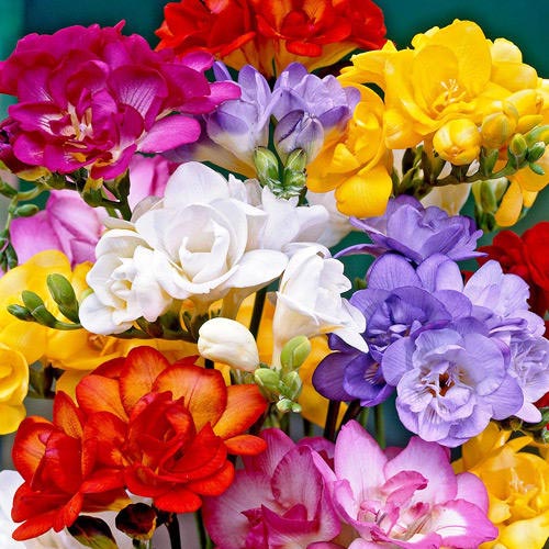 Мега экономия! Фрезия Дабл, микс артикул фото 1 Мега экономия! Фрезия Дабл, микс рисунок 1 артикул 68375