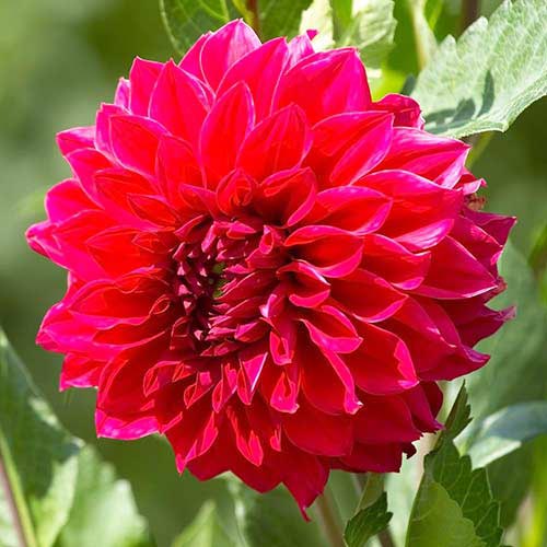 Мега економія! Жоржина Барбаросса  зображення 1 артикул 68374