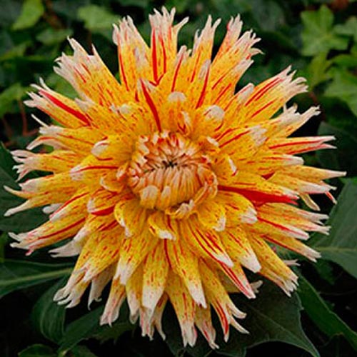 Мега экономия! Георгина Вайнсом рисунок 1 артикул 68373