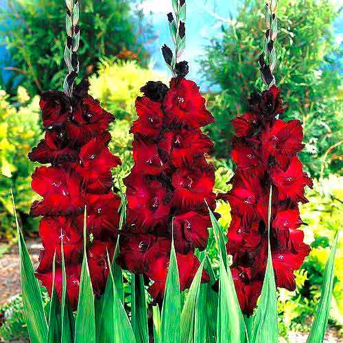 Гладиолус крупноцветковый Блэк Джек, луковицы рисунок 1 артикул 70464