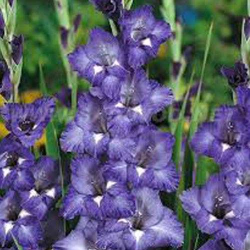 Мега економія! Гладіолус Блю Айсл зображення 1 артикул 68377